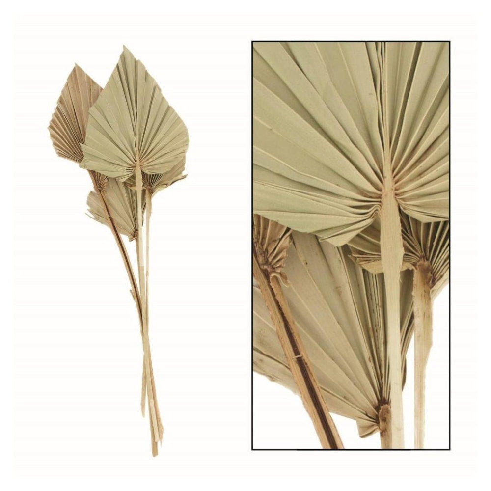 Dijk - Palmspear medium 4pcs - 38cm