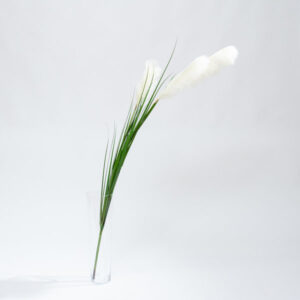 afbeelding van Coolplant - Pampasgras White Plumes 195cm 1